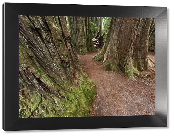Pathway through redwood trees. Redwood National Park, California