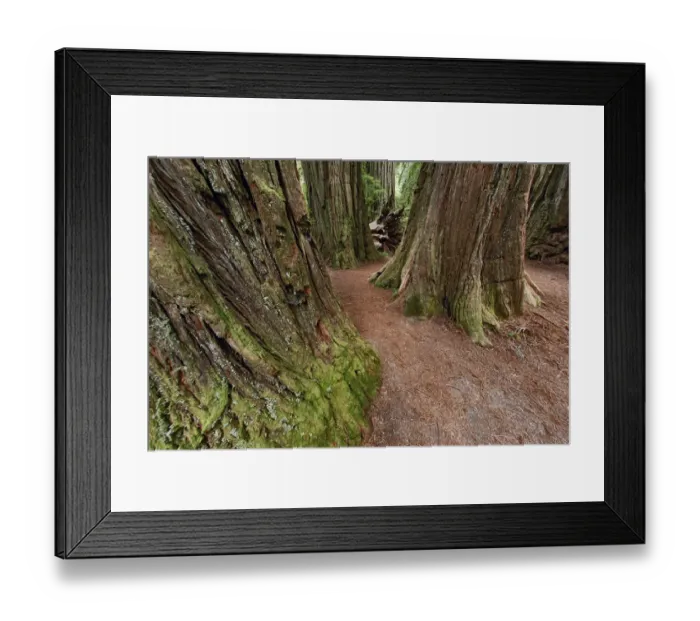 Framed Print : Pathway through redwood trees. Redwood National Park, California