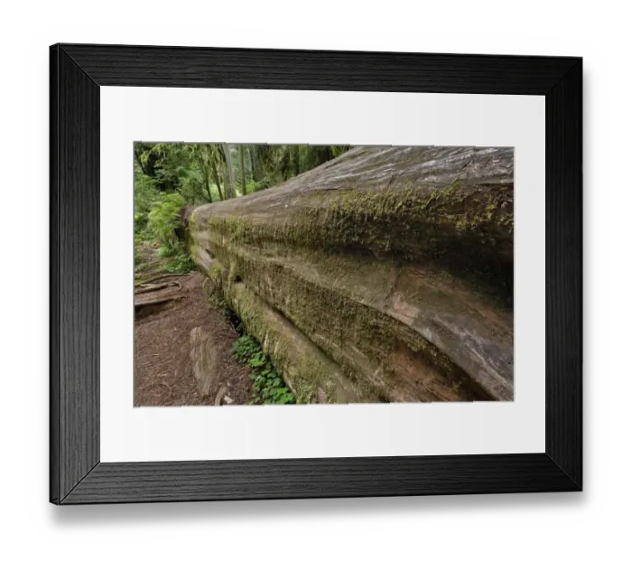 Framed Print : Fallen redwood tree. Redwood National Park, California Framed Print : Fallen redwood tree. Redwood National Park, California