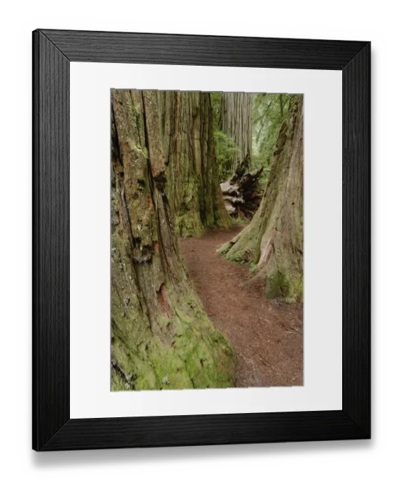 Framed Print : Pathway through redwood trees. Redwood National Park, California