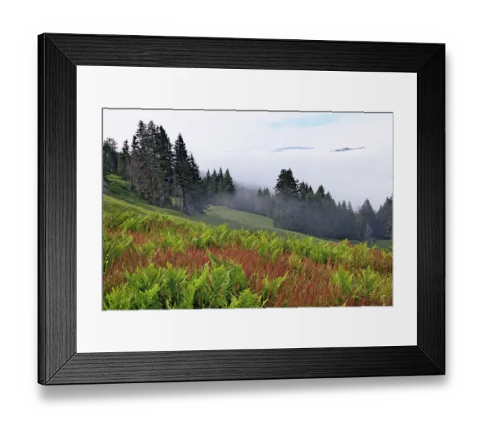 Framed Print : Foggy view of grasses and ferns, Dolason Prairie Framed Print : Foggy view of grasses and ferns, Dolason Prairie