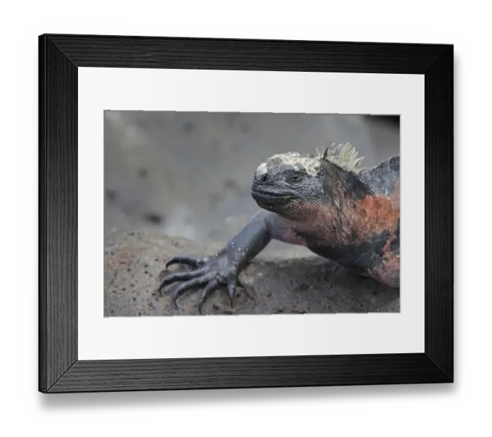 Framed Print : Marine iguana, Espanola Island, Galapagos Islands, Ecuador Framed Print : Marine iguana, Espanola Island, Galapagos Islands, Ecuador