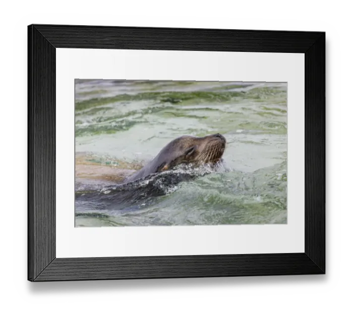 Framed Print : Adult female sea lion swimming. Espanola Island, Galapagos Islands, Ecuador Framed Print : Adult female sea lion swimming. Espanola Island, Galapagos Islands, Ecuador