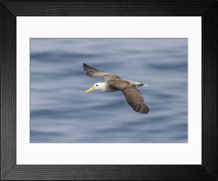 Framed Print : Waved albatross flying, Espanola Island, Galapagos Islands, Ecuador Framed Print : Waved albatross flying, Espanola Island, Galapagos Islands, Ecuador