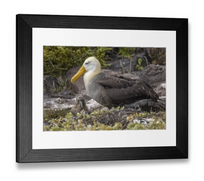 Framed Print : Waved albatross and single chick nesting on the ground, Espanola Island, Galapagos Islands, Ecuador