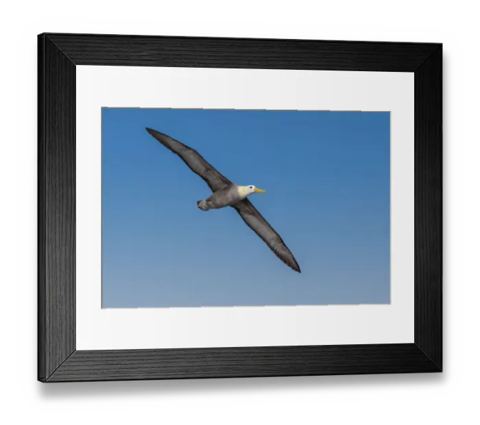 Framed Print : Waved albatross flying, Espanola Island, Galapagos Islands, Ecuador Framed Print : Waved albatross flying, Espanola Island, Galapagos Islands, Ecuador