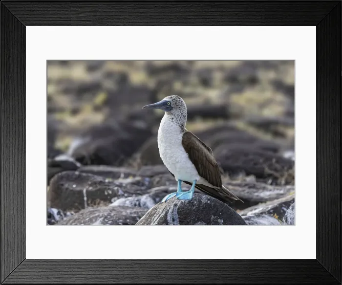 Framed Print : Blue-footed Boobie, Espanola Island, Galapagos Islands, Ecuador Framed Print : Blue-footed Boobie, Espanola Island, Galapagos Islands, Ecuador
