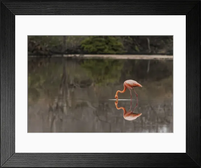 Framed Print : Galapagos Flamingo or Caribbean flamingo, Flamingo Lagoon, Punta Cormorant. Floreana Island, Galapagos Isalnds, Ecuador Framed Print : Galapagos Flamingo or Caribbean flamingo, Flamingo Lagoon, Punta Cormorant. Floreana Island, Galapagos Isalnds, Ecuador