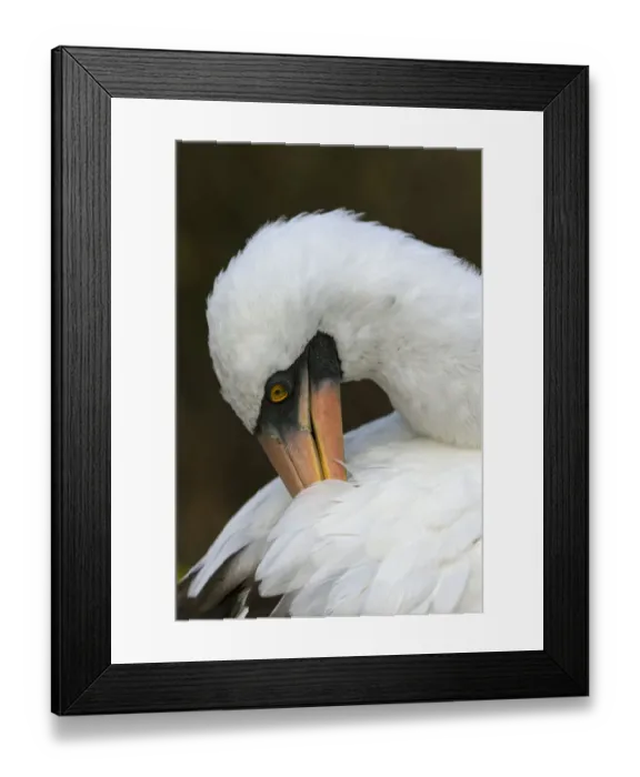 Framed Print : Nazca booby preening feathers, Espanola Island, Galapagos Islands, Ecuador Framed Print : Nazca booby preening feathers, Espanola Island, Galapagos Islands, Ecuador
