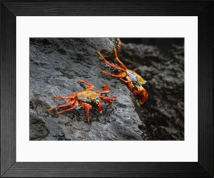 Framed Print : Sally lightfoot crab. Espanola Island, Galapagos Islands, Ecuador Framed Print : Sally lightfoot crab. Espanola Island, Galapagos Islands, Ecuador