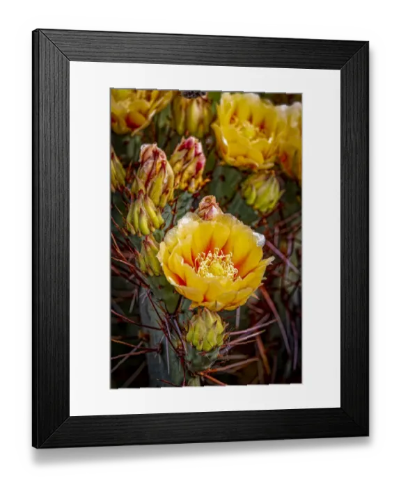 Framed Print : USA, Colorado, Fort Collins. Prickly pear cactus flowers close-up Framed Print : USA, Colorado, Fort Collins. Prickly pear cactus flowers close-up