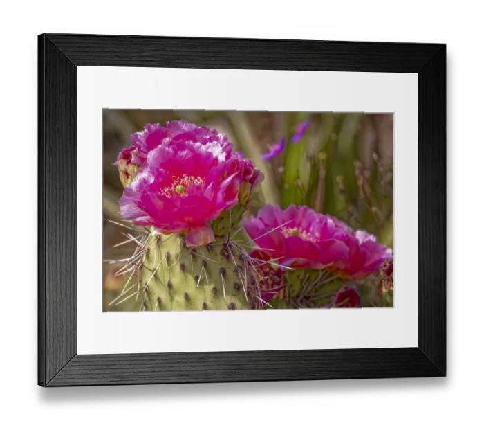 Framed Print : USA, Colorado, Fort Collins. Prickly pear cactus flowers close-up Framed Print : USA, Colorado, Fort Collins. Prickly pear cactus flowers close-up