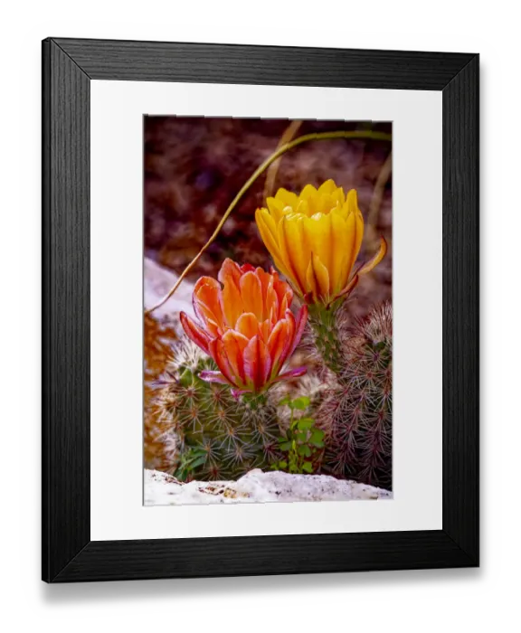 Framed Print : USA, Colorado, Fort Collins. Prickly pear cactus flowers close-up Framed Print : USA, Colorado, Fort Collins. Prickly pear cactus flowers close-up