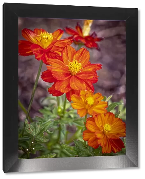 USA, Colorado, Fort Collins. Orange coreopsis flowers close-up