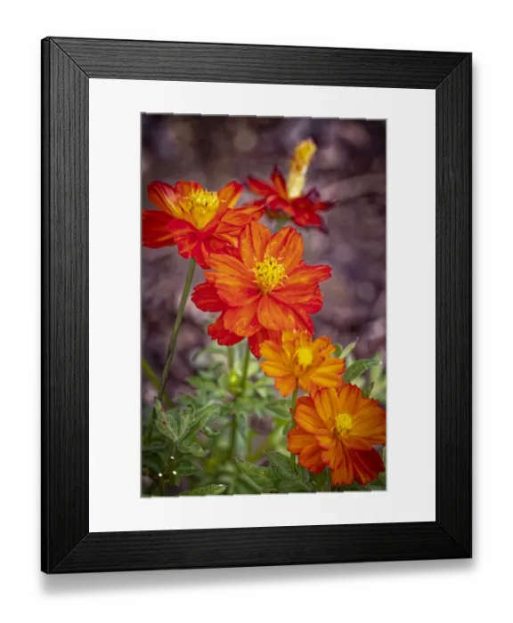 Framed Print : USA, Colorado, Fort Collins. Orange coreopsis flowers close-up Framed Print : USA, Colorado, Fort Collins. Orange coreopsis flowers close-up