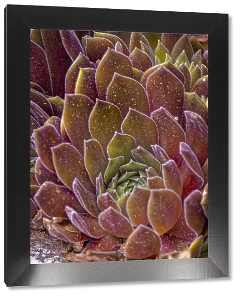 USA, Colorado, Fort Collins. Succulent plant close-up
