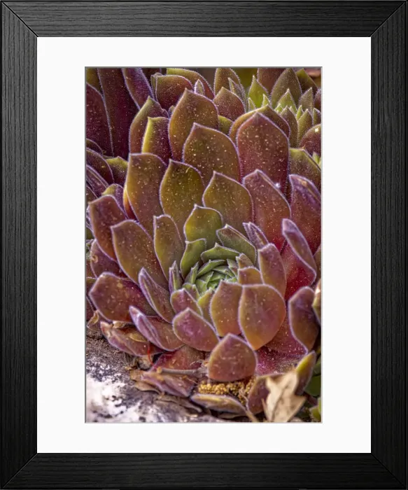 Framed Print : USA, Colorado, Fort Collins. Succulent plant close-up Framed Print : USA, Colorado, Fort Collins. Succulent plant close-up