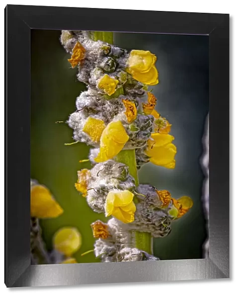 USA, Colorado, Fort Collins. Yellow mullein flowers close-up