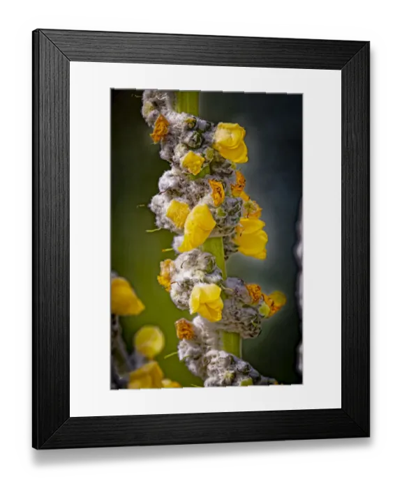 Framed Print : USA, Colorado, Fort Collins. Yellow mullein flowers close-up Framed Print : USA, Colorado, Fort Collins. Yellow mullein flowers close-up