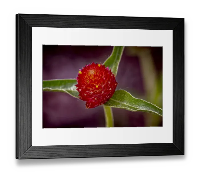 Framed Print : USA, Colorado, Fort Collins. Gomphrena flower close-up Framed Print : USA, Colorado, Fort Collins. Gomphrena flower close-up
