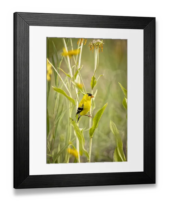 Framed Print : USA, Colorado, Fort Collins. Male American goldfinch close-up Framed Print : USA, Colorado, Fort Collins. Male American goldfinch close-up
