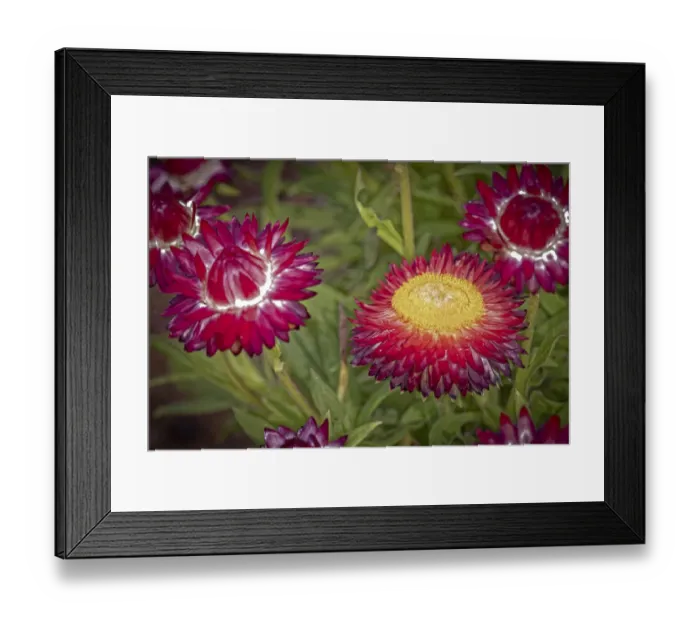 Framed Print : USA, Colorado, Fort Collins. Red strawflowers close-up Framed Print : USA, Colorado, Fort Collins. Red strawflowers close-up
