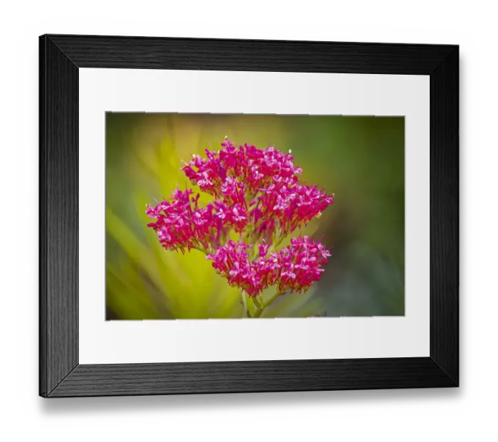 Framed Print : USA, Colorado, Fort Collins. Pink kalanchoe flowers close-up Framed Print : USA, Colorado, Fort Collins. Pink kalanchoe flowers close-up