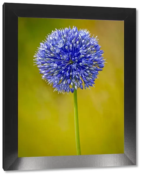 USA, Colorado, Fort Collins. Blue allium flower close-up