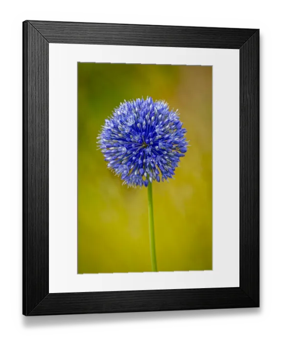 Framed Print : USA, Colorado, Fort Collins. Blue allium flower close-up