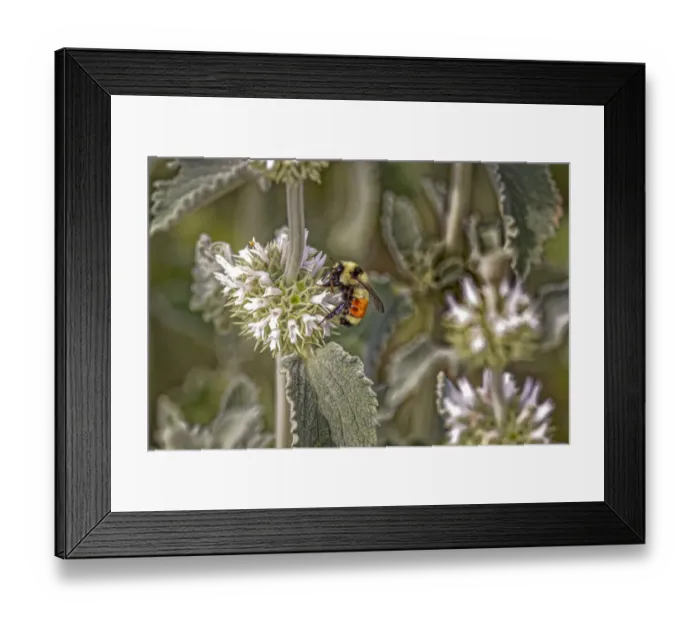 Framed Print : USA, Colorado, Fort Collins. Orange-belted bumblebee, verbena flower Framed Print : USA, Colorado, Fort Collins. Orange-belted bumblebee, verbena flower