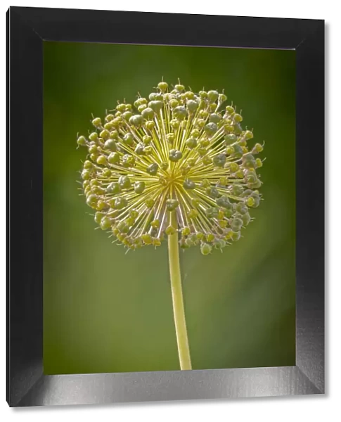 USA, Colorado, Fort Collins. Yellow allium plant close-up