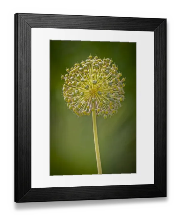 Framed Print : USA, Colorado, Fort Collins. Yellow allium plant close-up Framed Print : USA, Colorado, Fort Collins. Yellow allium plant close-up