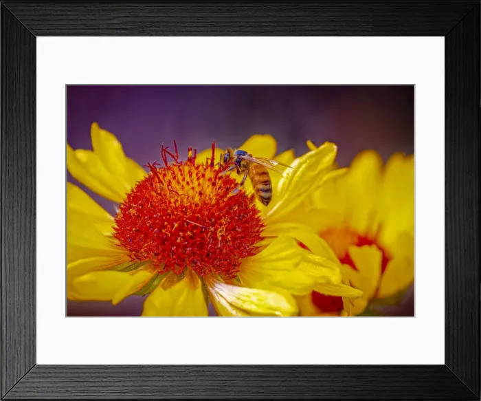 Framed Print : USA, Colorado, Fort Collins. Honey bee on echinacea flower Framed Print : USA, Colorado, Fort Collins. Honey bee on echinacea flower