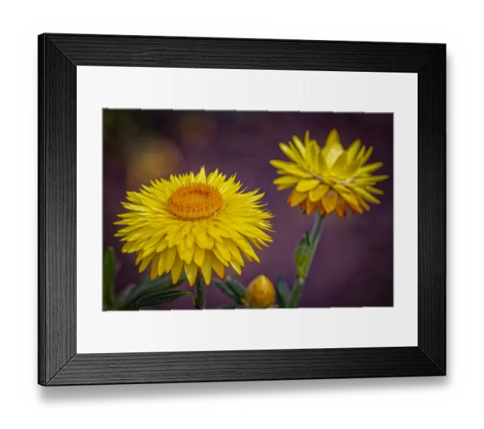 Framed Print : USA, Colorado, Fort Collins. Yellow strawflowers close-up Framed Print : USA, Colorado, Fort Collins. Yellow strawflowers close-up