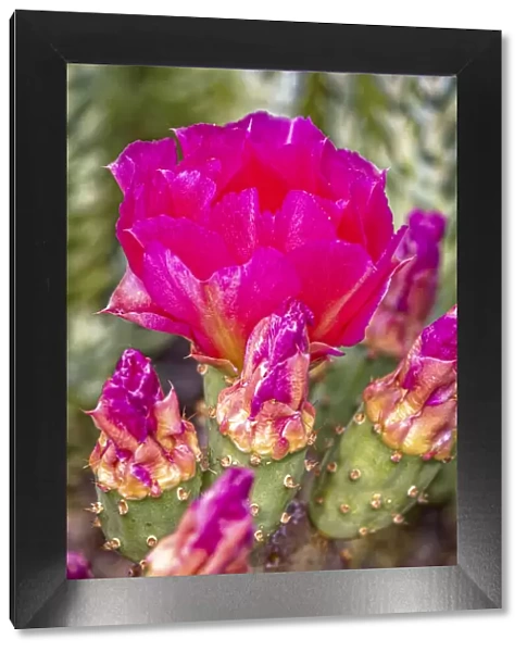USA, Colorado, Fort Collins. Prickly pear cactus flowers close-up