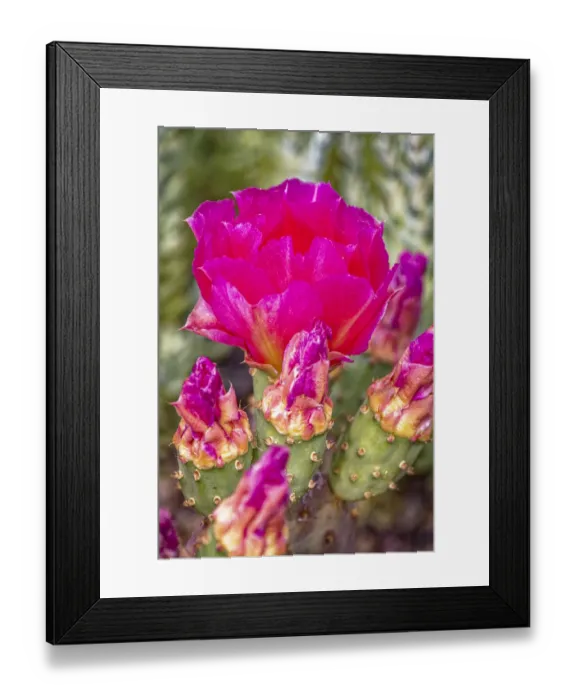 Framed Print : USA, Colorado, Fort Collins. Prickly pear cactus flowers close-up Framed Print : USA, Colorado, Fort Collins. Prickly pear cactus flowers close-up