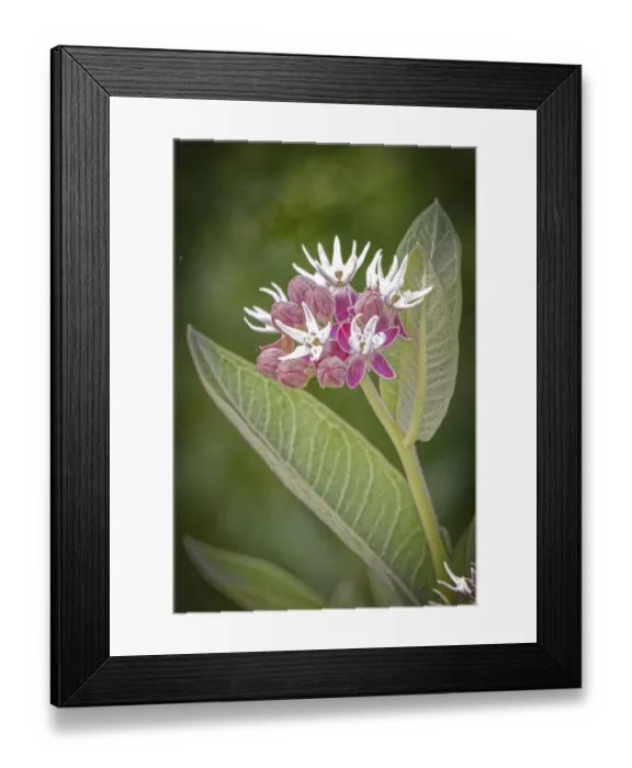 Framed Print : USA, Colorado, Fort Collins. Showy milkweed. flowers