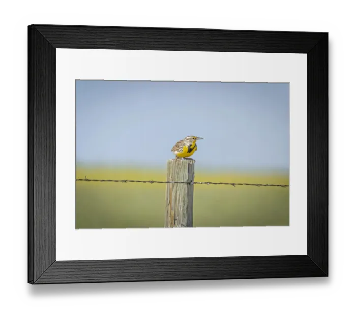 Framed Print : USA, Colorado, Fort Collins. Western meadowlark atop fence post Framed Print : USA, Colorado, Fort Collins. Western meadowlark atop fence post