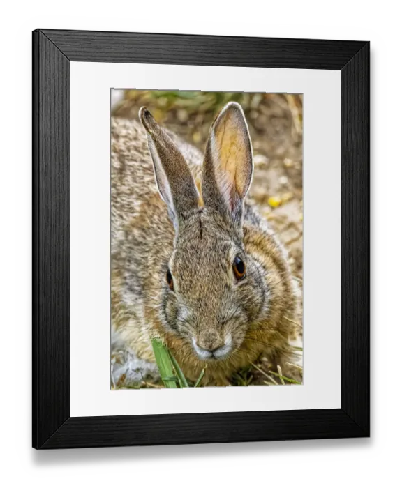 Framed Print : USA, Colorado, Fort Collins. Eastern cottontail rabbit close-up Framed Print : USA, Colorado, Fort Collins. Eastern cottontail rabbit close-up