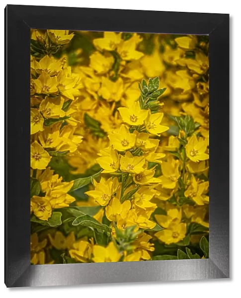 USA, Colorado, Fort Collins. Yellow loosestrife flowers