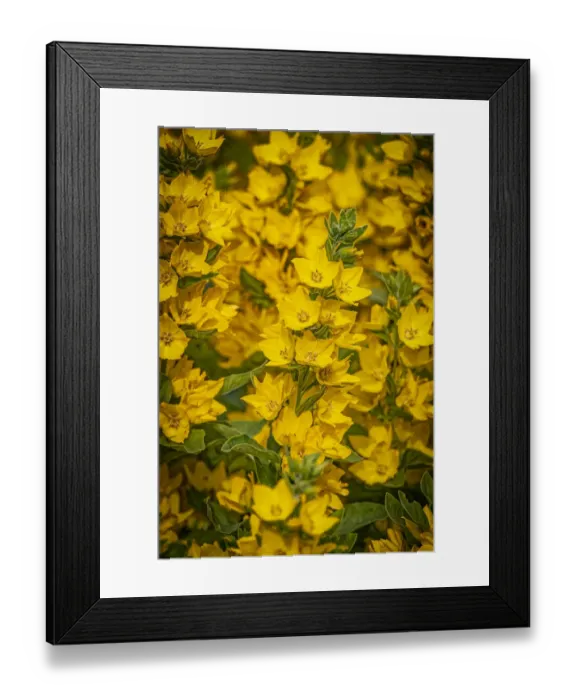 Framed Print : USA, Colorado, Fort Collins. Yellow loosestrife flowers Framed Print : USA, Colorado, Fort Collins. Yellow loosestrife flowers
