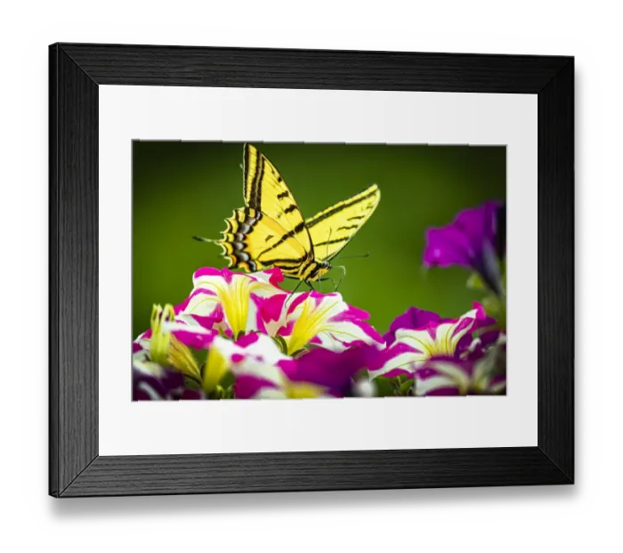 Framed Print : USA, Colorado, Fort Collins. Eastern tiger swallowtail on petunia flowers Framed Print : USA, Colorado, Fort Collins. Eastern tiger swallowtail on petunia flowers