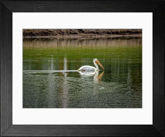 Framed Print : USA, Colorado, Windsor. American white pelican swimming in pond Framed Print : USA, Colorado, Windsor. American white pelican swimming in pond