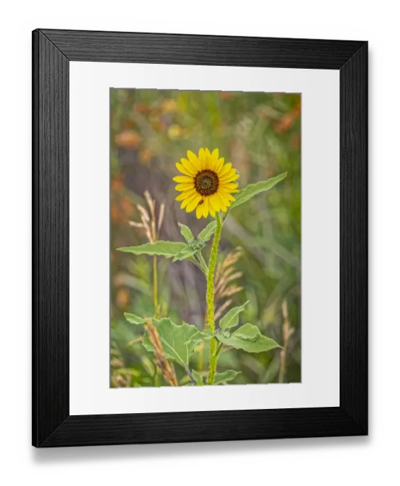 Framed Print : USA, Colorado, Windsor. Close-up of sunflower Framed Print : USA, Colorado, Windsor. Close-up of sunflower