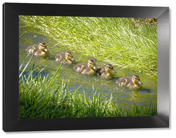 USA, Colorado, Fort Collins. Mallard ducklings swimming in stream