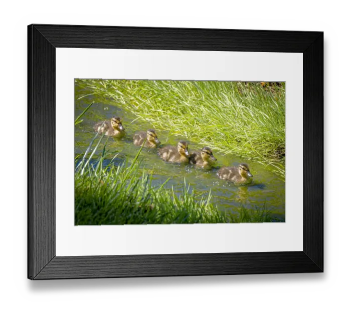 Framed Print : USA, Colorado, Fort Collins. Mallard ducklings swimming in stream Framed Print : USA, Colorado, Fort Collins. Mallard ducklings swimming in stream