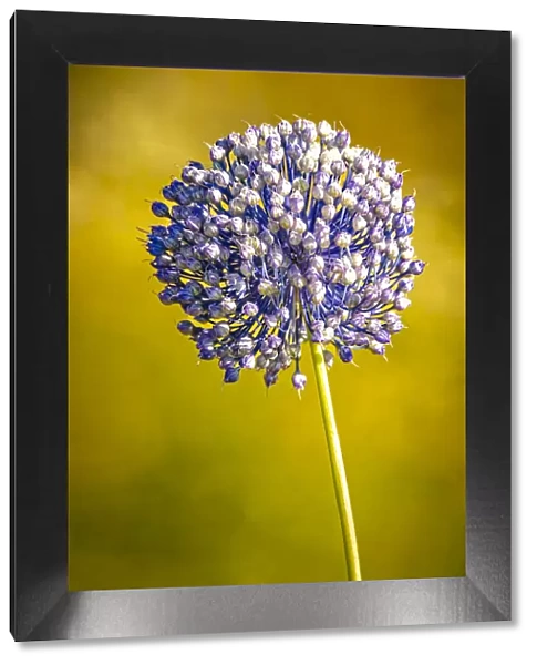 USA, Colorado, Fort Collins. Blue allium flower