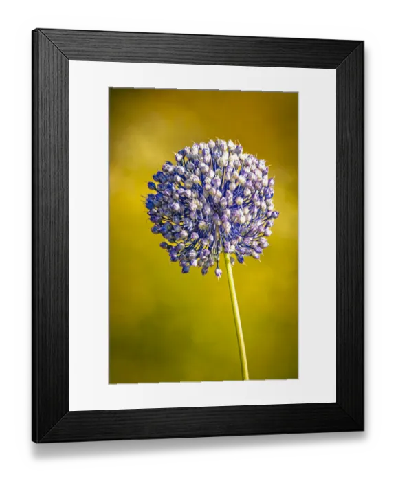 Framed Print : USA, Colorado, Fort Collins. Blue allium flower Framed Print : USA, Colorado, Fort Collins. Blue allium flower