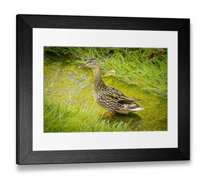 Framed Print : USA, Colorado, Fort Collins. Female mallard duck stands in stream Framed Print : USA, Colorado, Fort Collins. Female mallard duck stands in stream