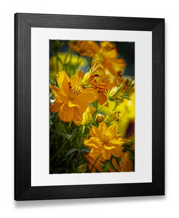 Framed Print : USA, Colorado, Fort Collins. Yellow coreopsis flowers Framed Print : USA, Colorado, Fort Collins. Yellow coreopsis flowers